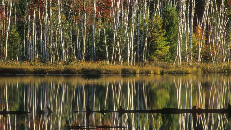Birch forest reflected in a lake