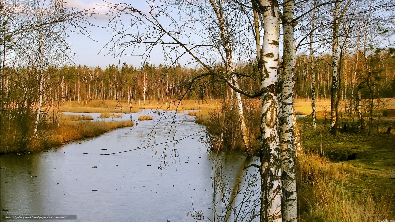 Birch forest river scene