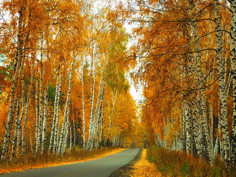 Birch Forest Road
