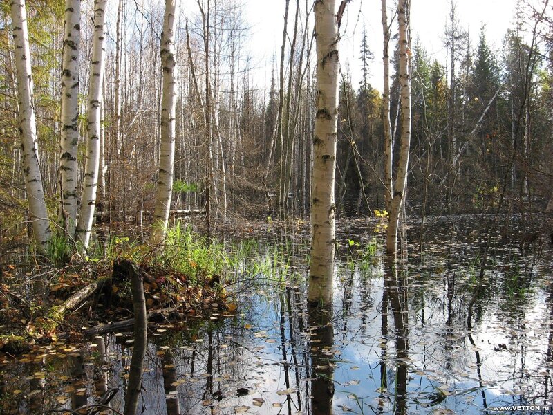 Birch forest swamp