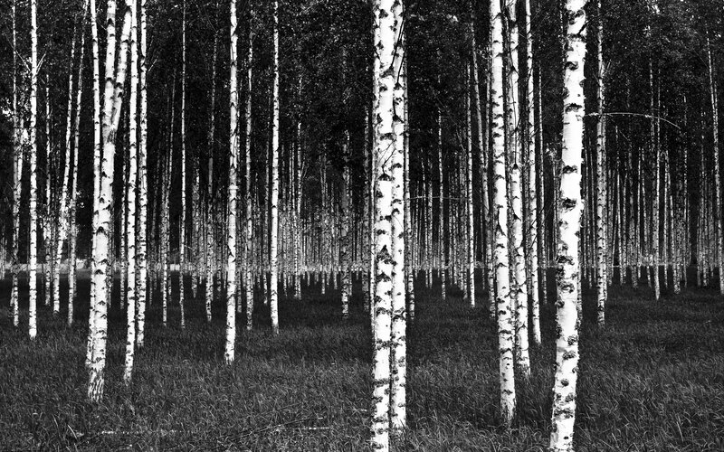 Birch Forest