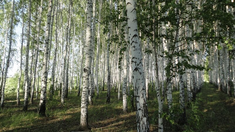 Birch Forest — White, Serene, Afternoon, Photograph, Trees, Grass