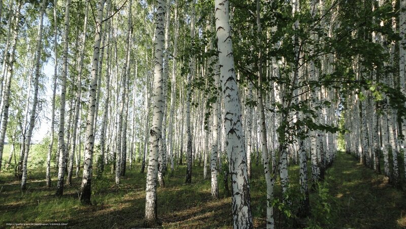 Birch Forest — White, Serene, Afternoon