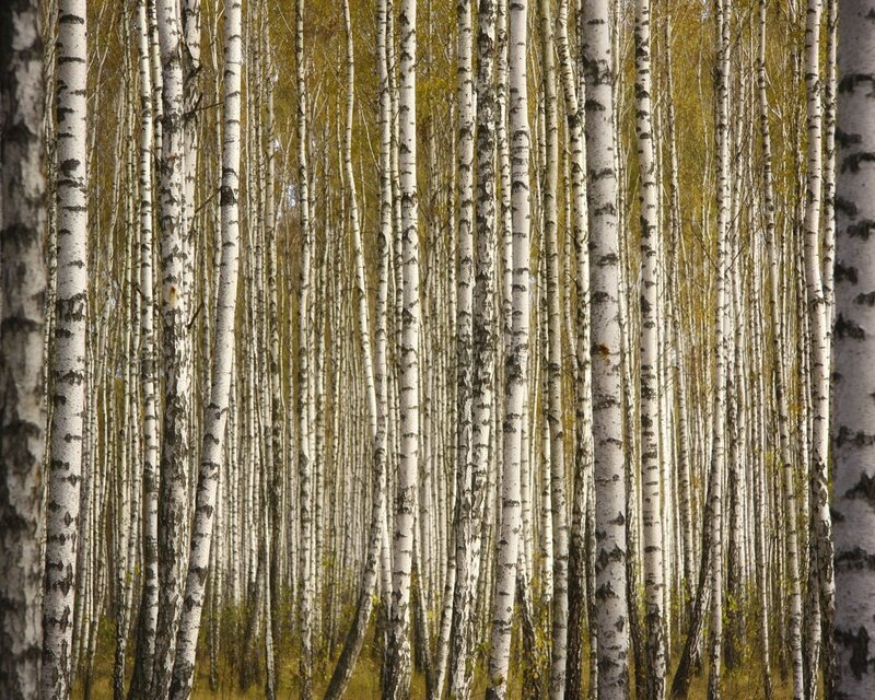 Birch Forest — White, Serene, Autumn, Photograph