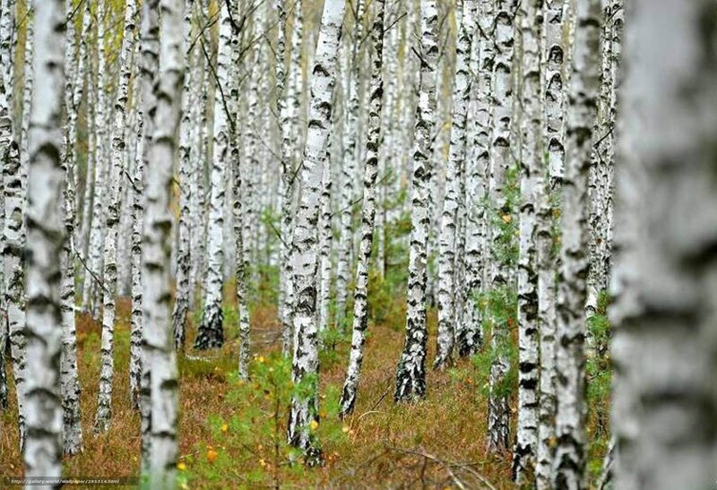 Birch Forest — White, Serene, Autumn