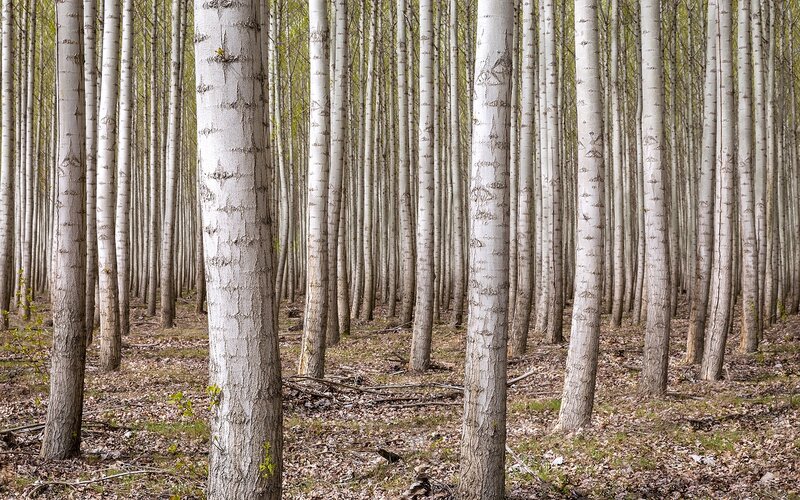 Birch Forest — White, Serene, Spring