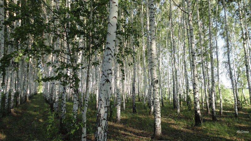Birch Forest — White, Serene