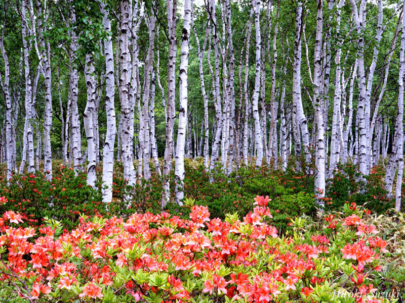 Birch forest with azaleas