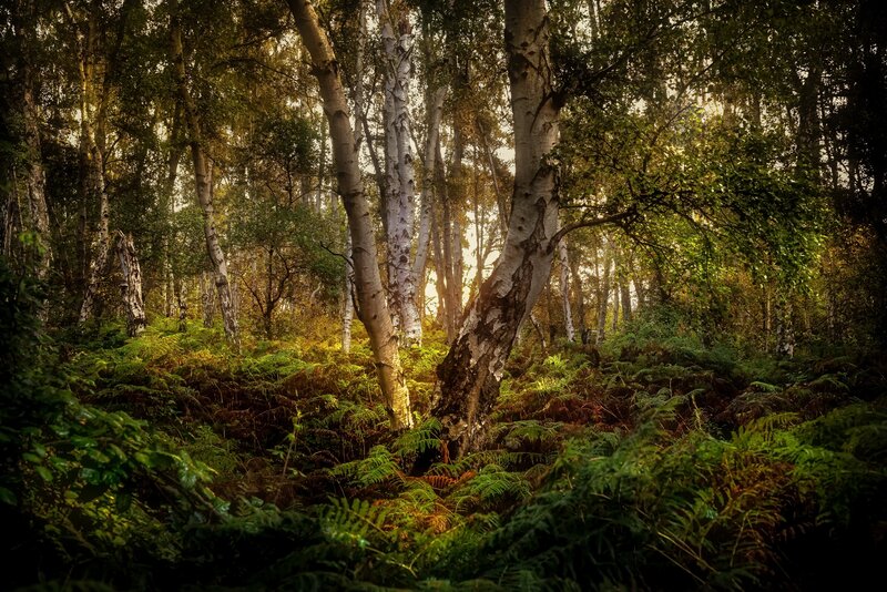 Birch Forest with Ferns — Green