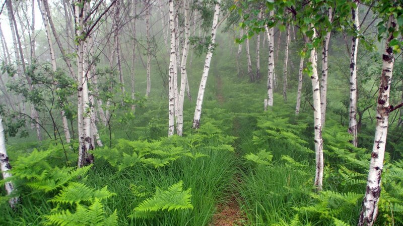 Birch forest with ferns