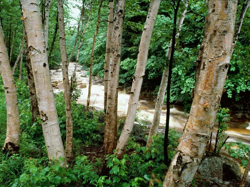 Birch forest with flowing stream