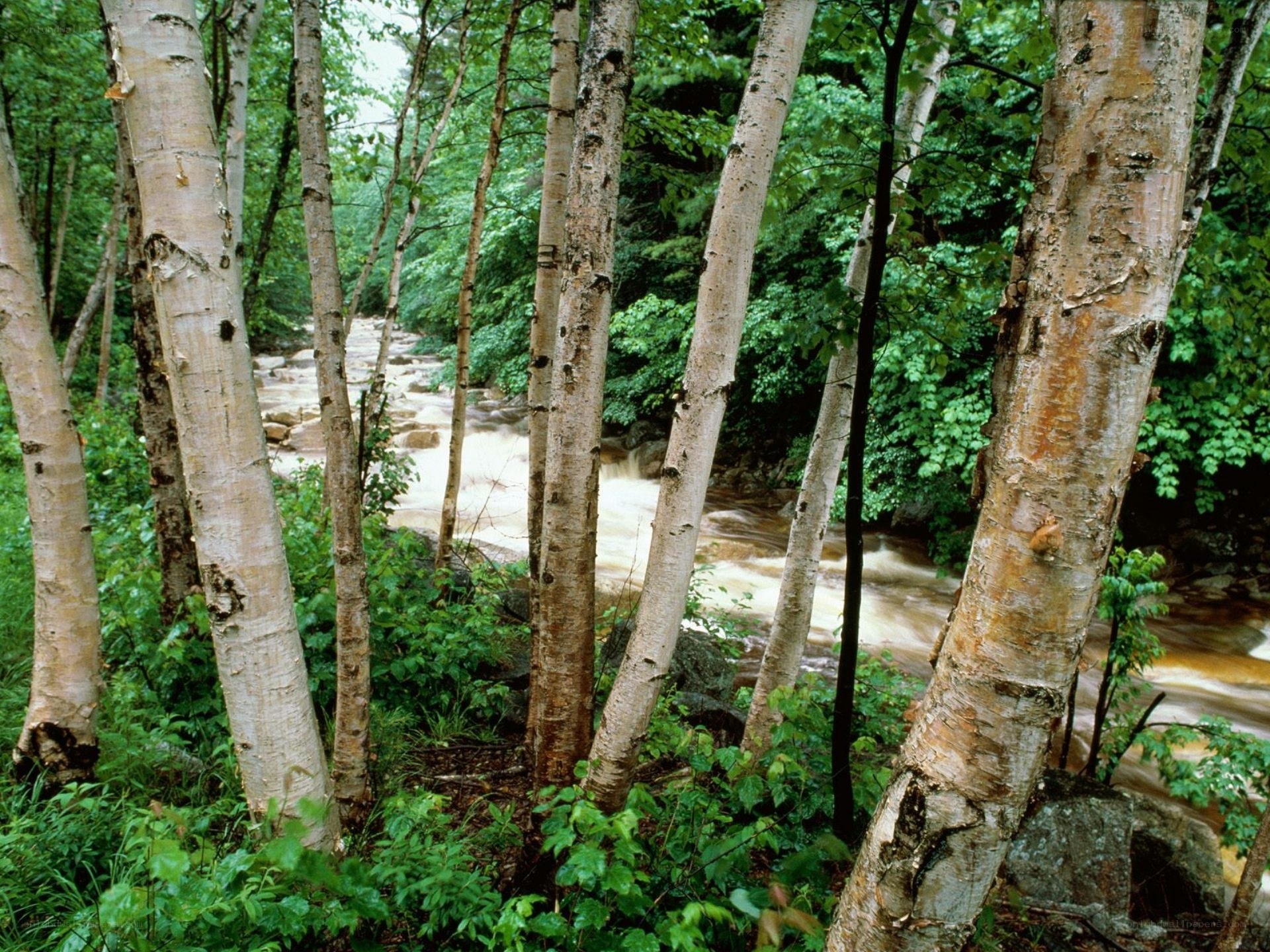 Birch forest with flowing stream