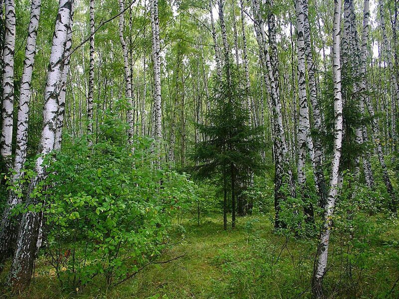 Birch forest with green undergrowth