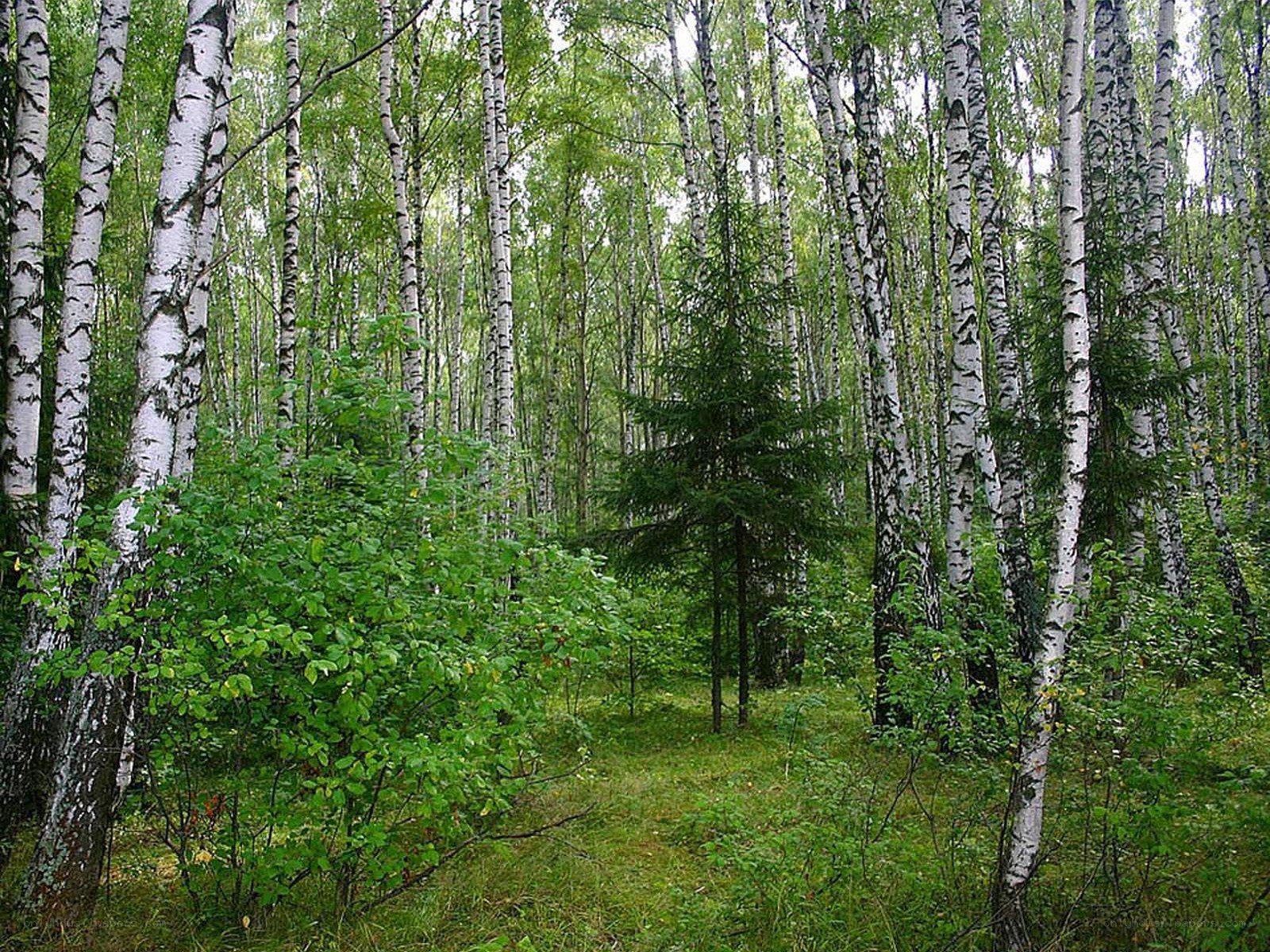 Birch forest with green undergrowth