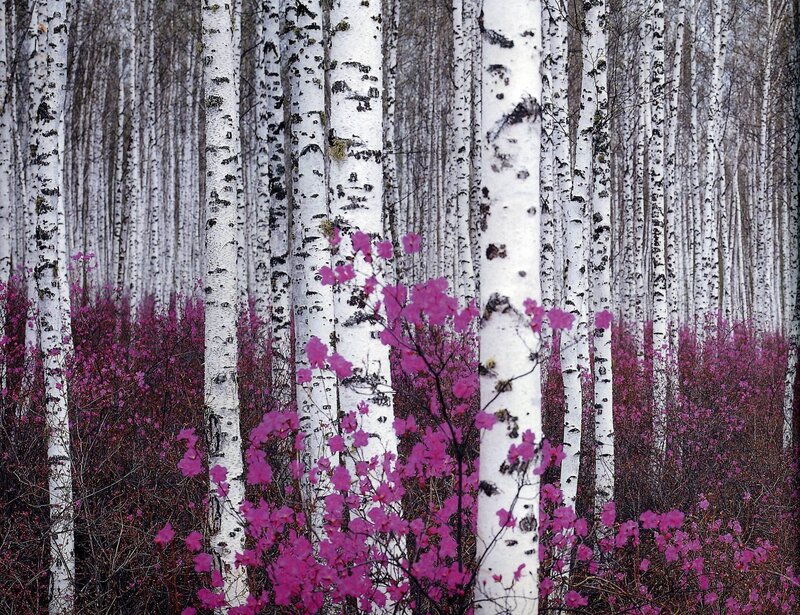 Birch forest with pink flowers