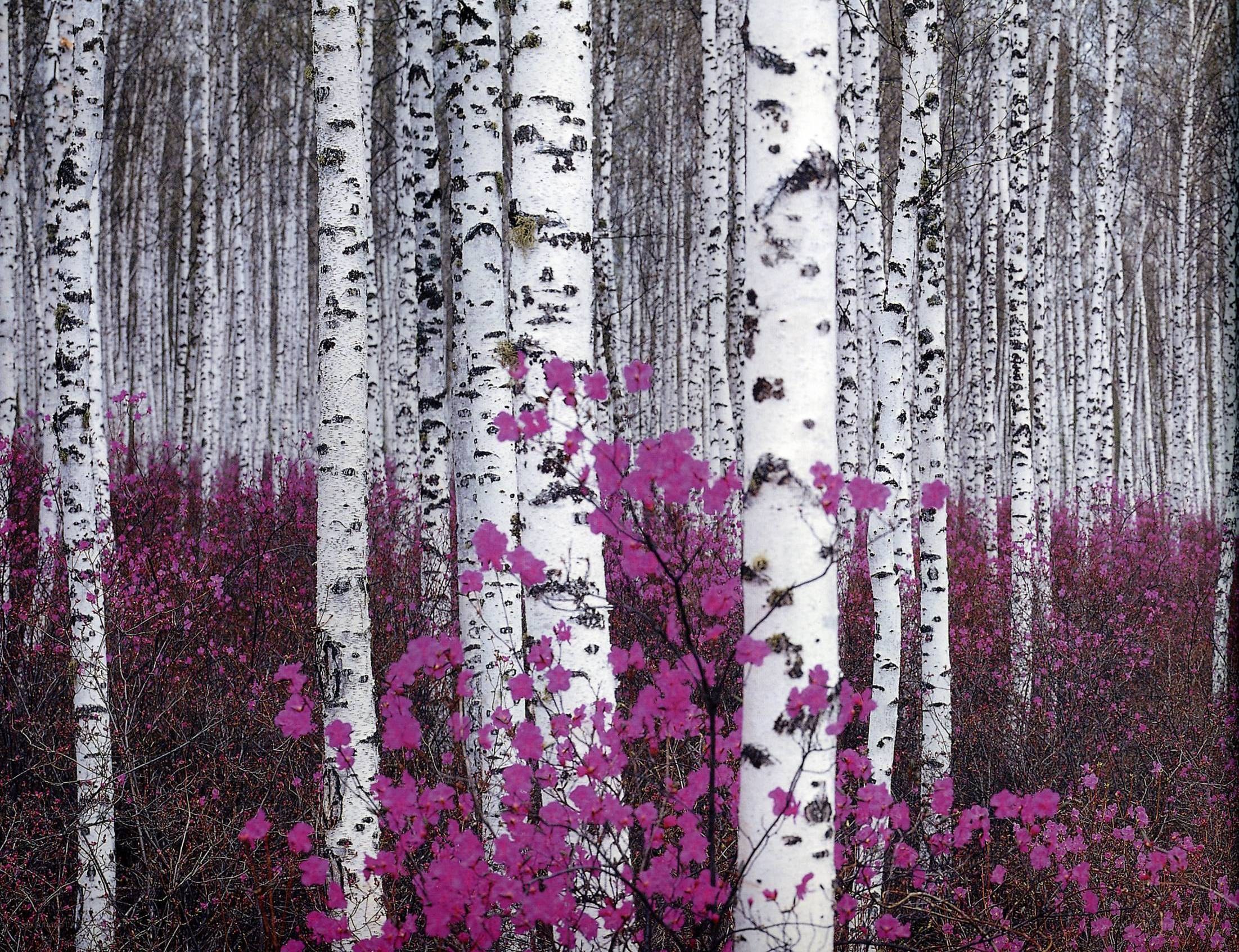 Birch forest with pink flowers