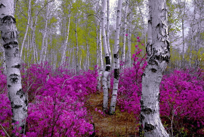 Birch Forest with Purple Flowers