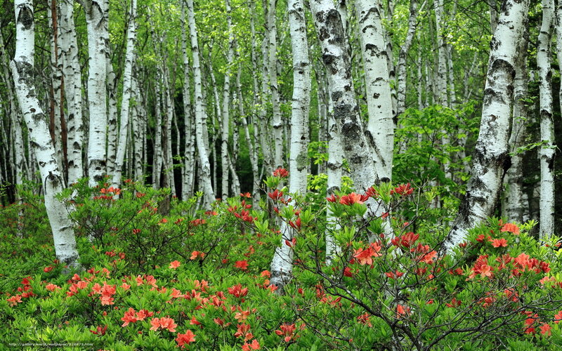 Birch forest with red flowers