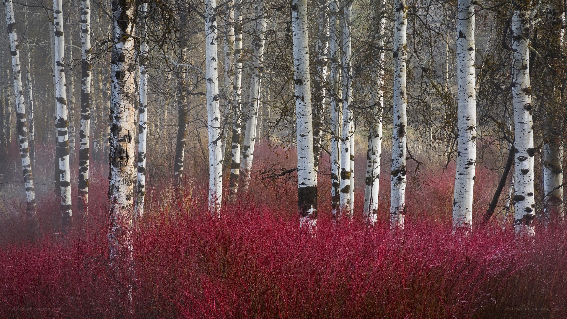 Birch forest with red undergrowth