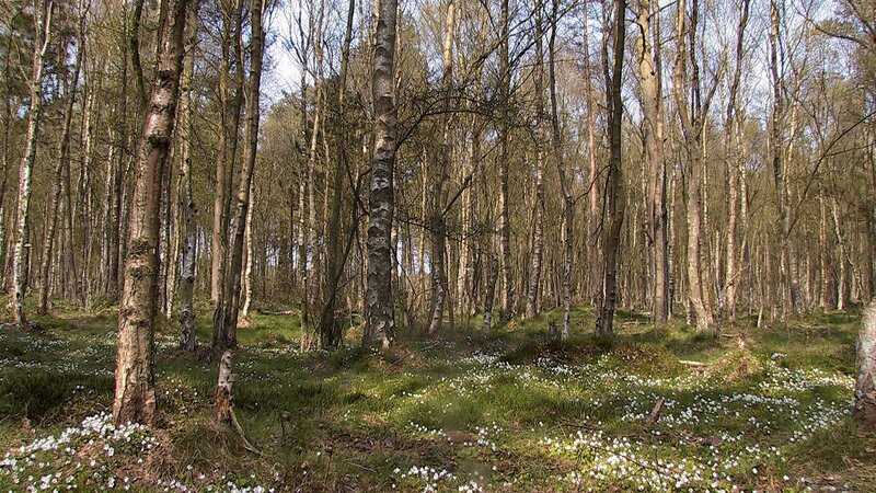 Birch forest with snowdrops