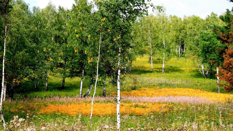 Birch forest with wildflowers