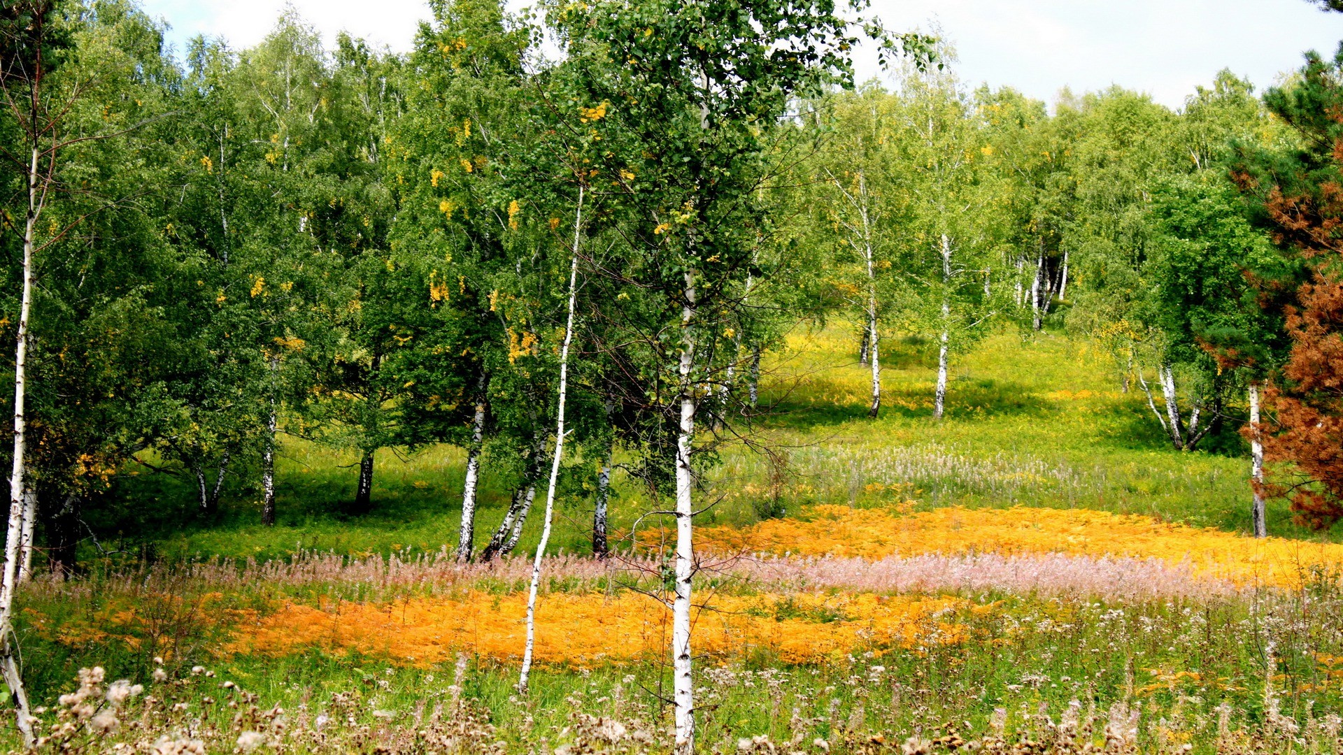 Birch forest with wildflowers