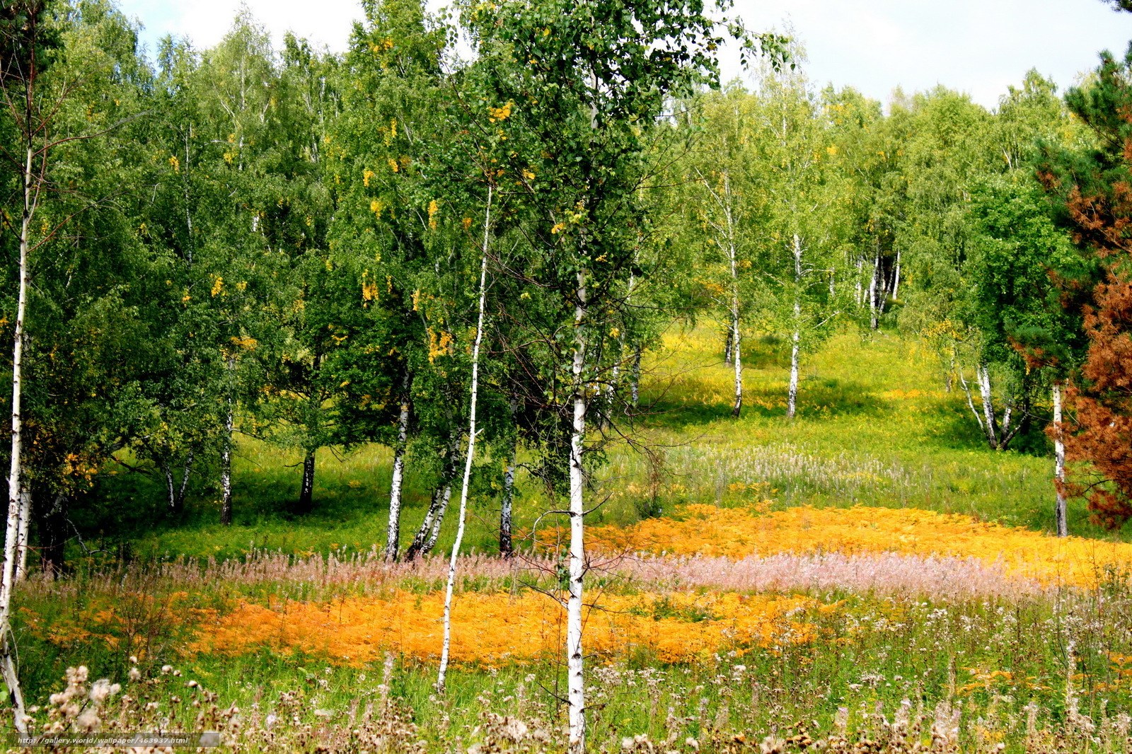 Birch forest with wildflowers