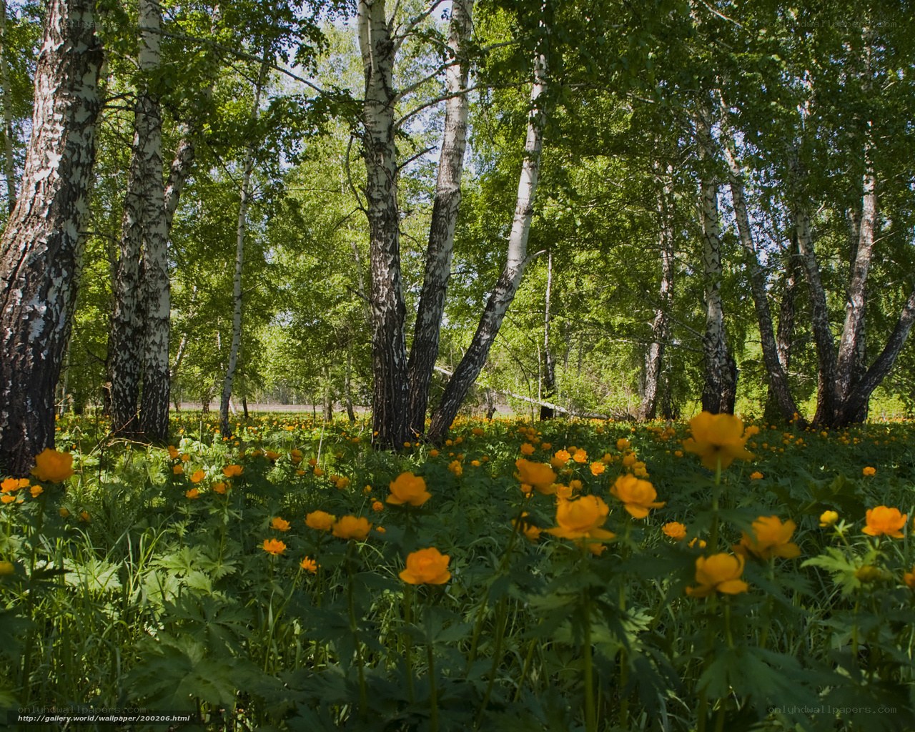Birch forest with yellow flowers