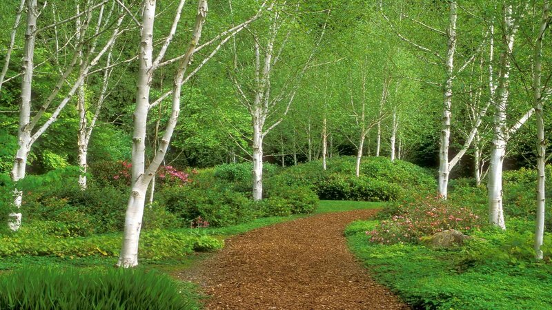 Birch grove path