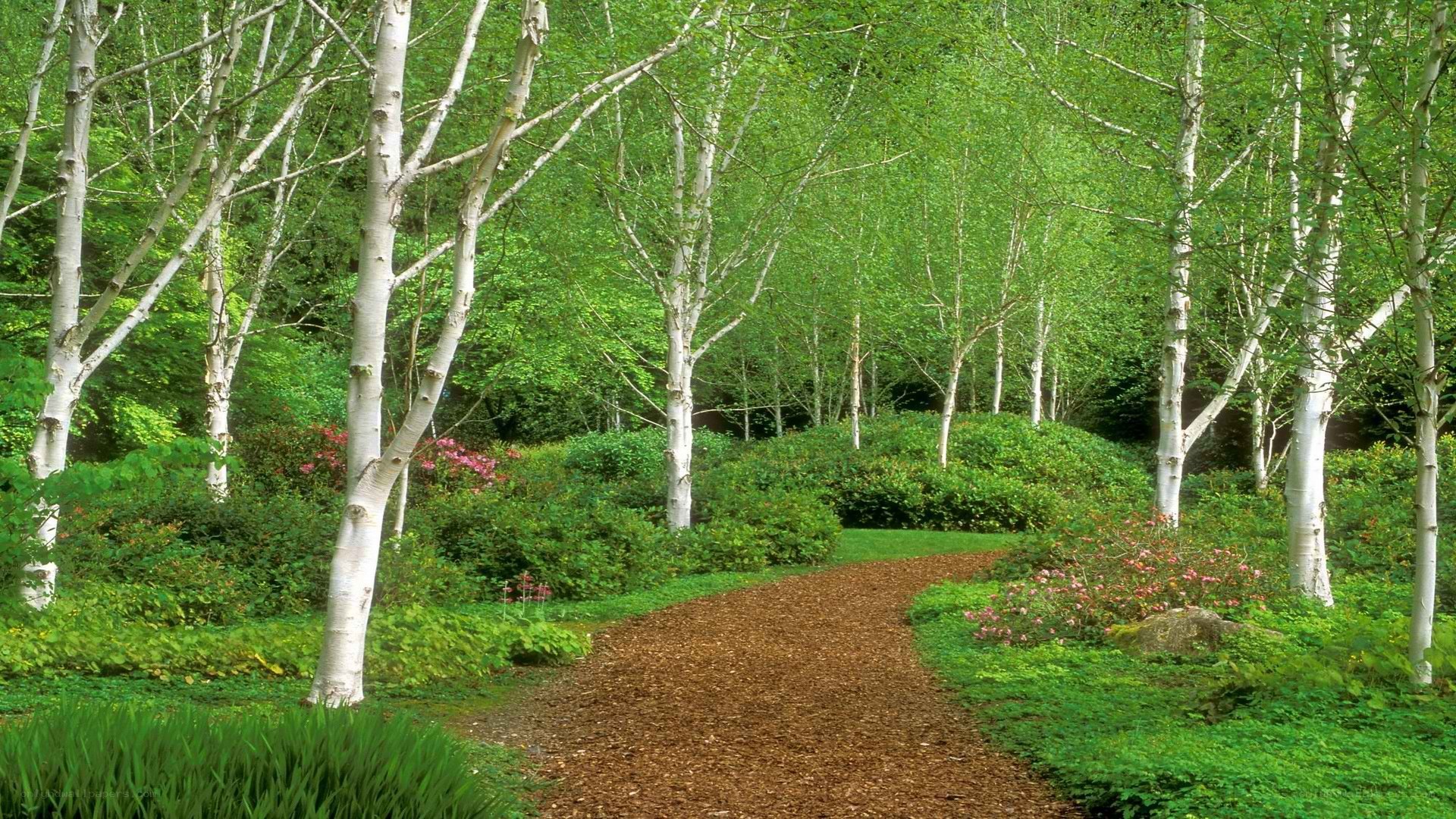 Birch grove path