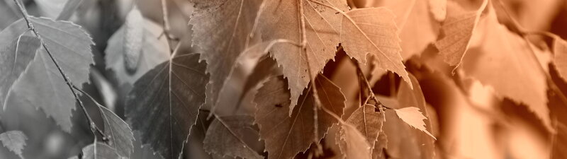 Birch Leaves in Autumn