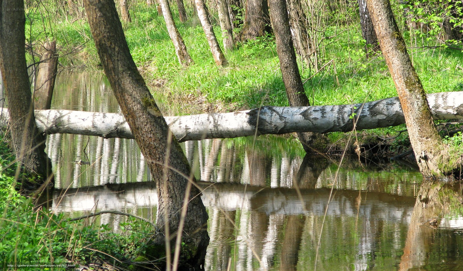 Birch log bridge over stream