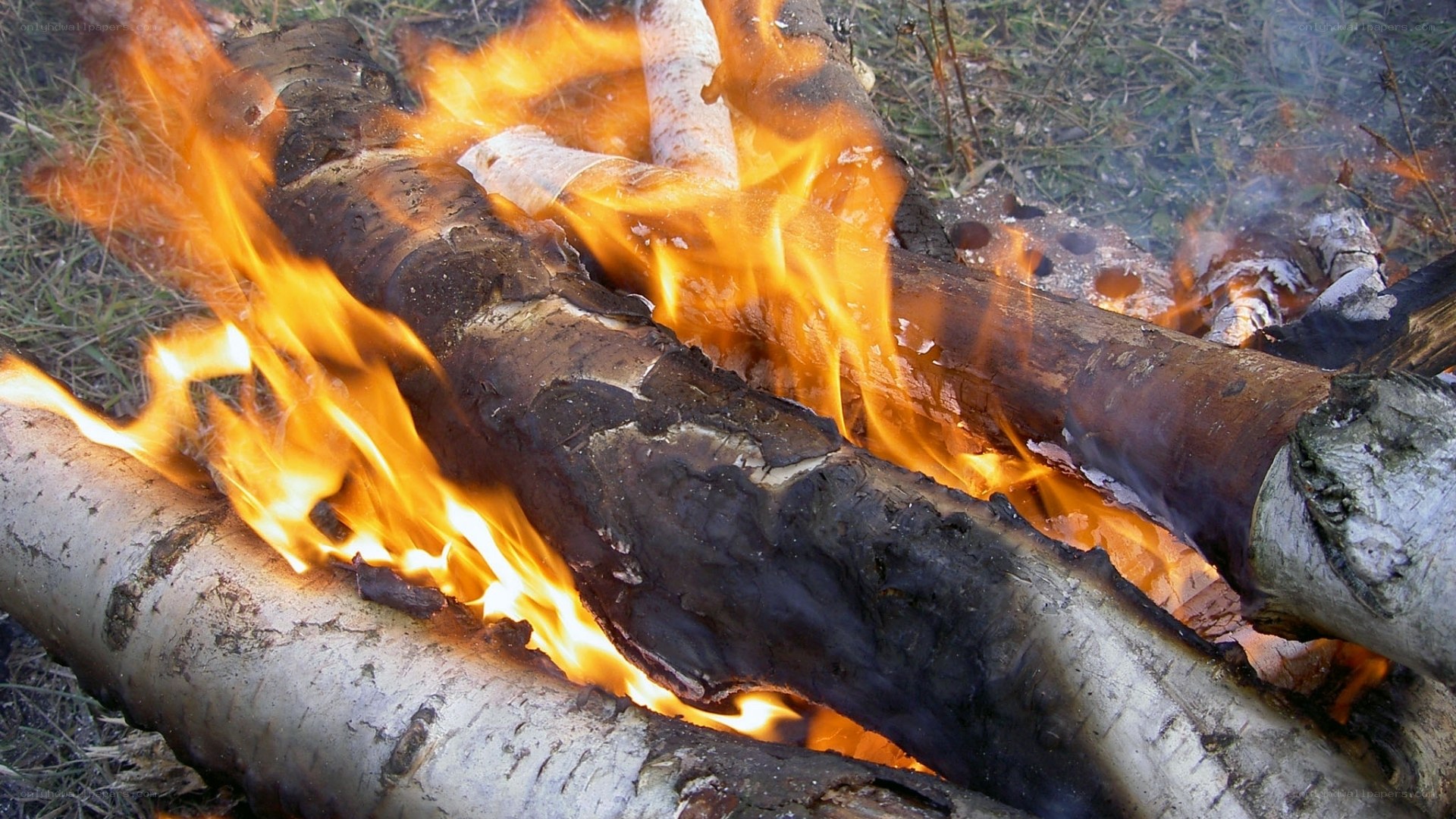 Birch logs burning in a fire