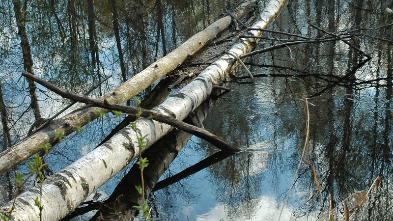 Birch logs in a forest pond