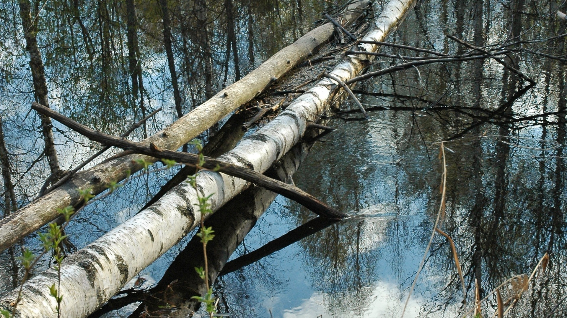 Birch logs in a forest pond