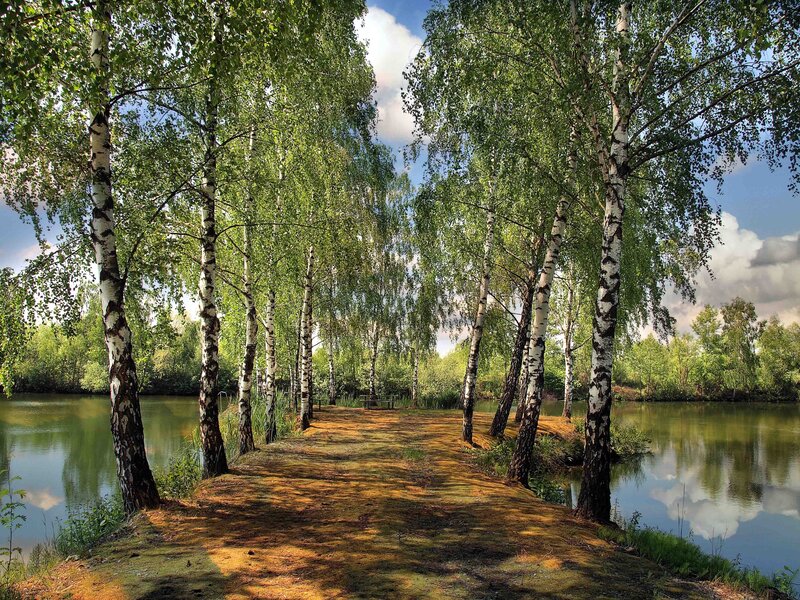 Birch path by the lake