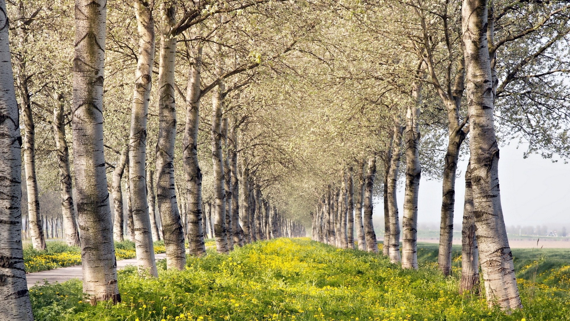 Birch tree alley in spring