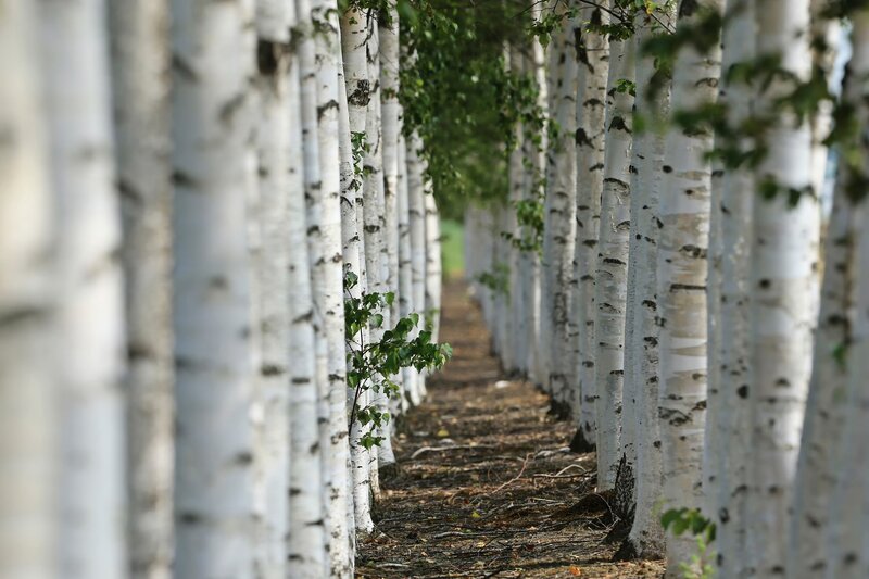 Birch Tree Alley — White, Serene