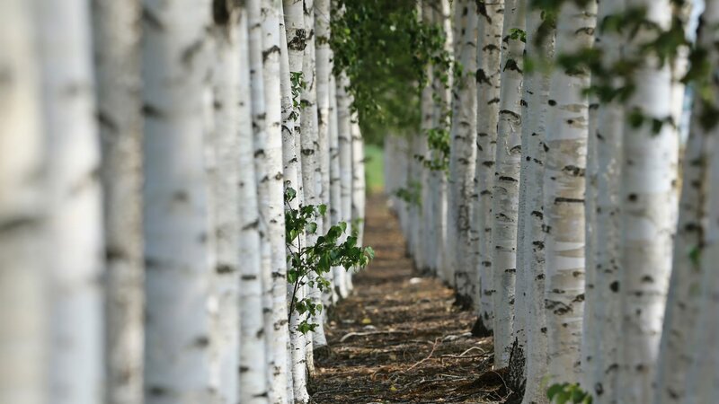 Birch Tree Alley — White