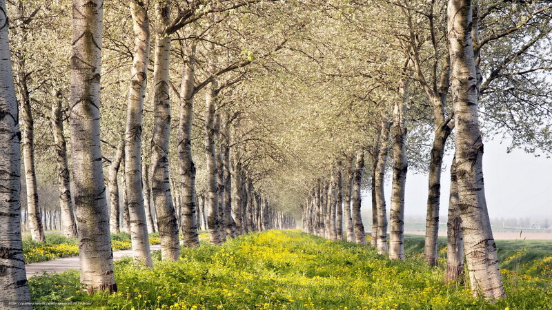 Birch tree alley with yellow flowers