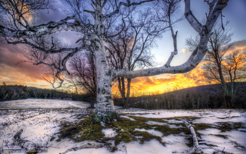 Birch tree at sunset in winter