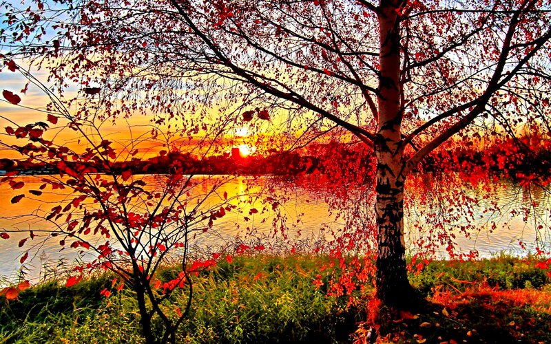 Birch Tree at Sunset