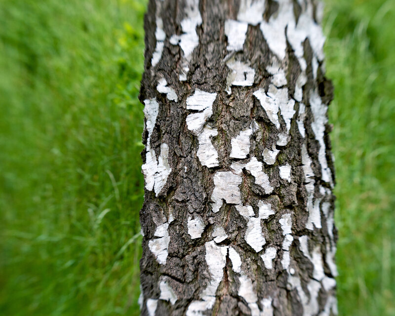 birch tree bark texture
