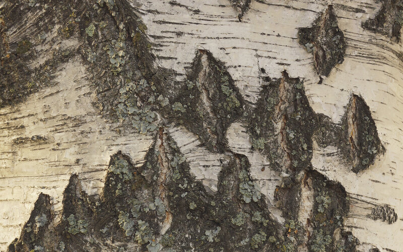 Birch Tree Bark