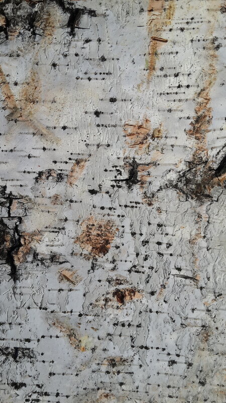 Birch Tree Bark — White, Natural