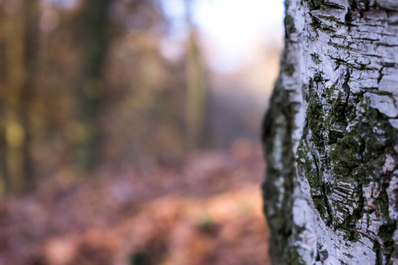 Birch Tree Bark — White