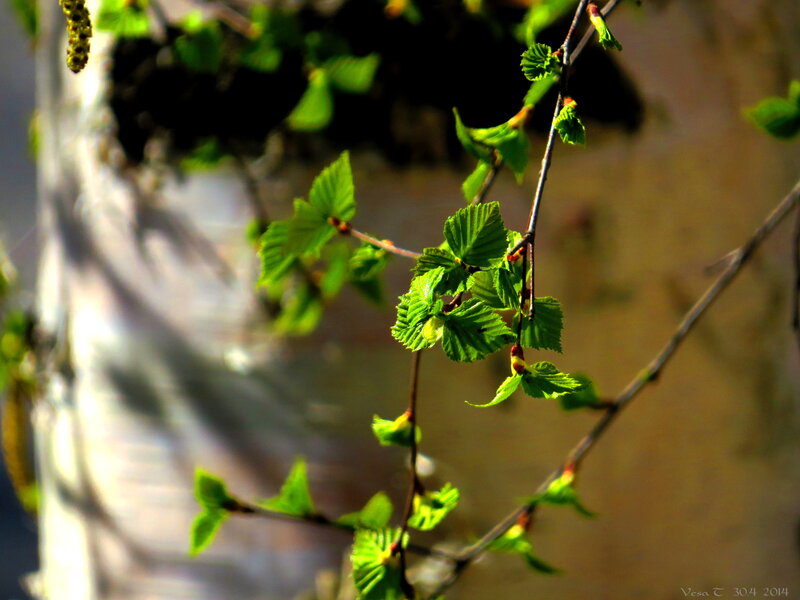 Birch Tree Branch — Green, Serene