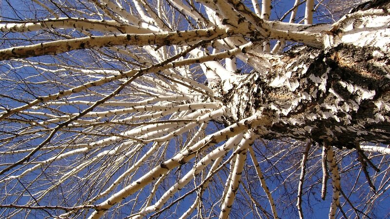 Birch tree branches against blue sky
