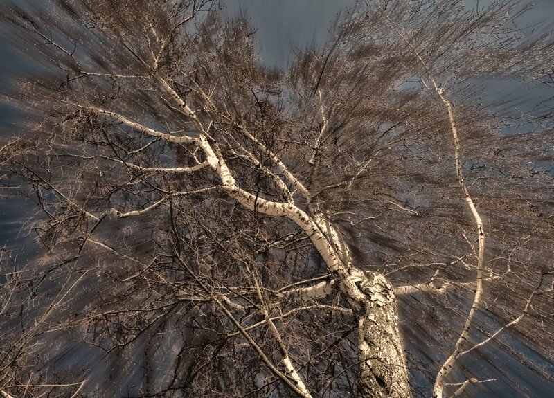 Birch tree branches against sky