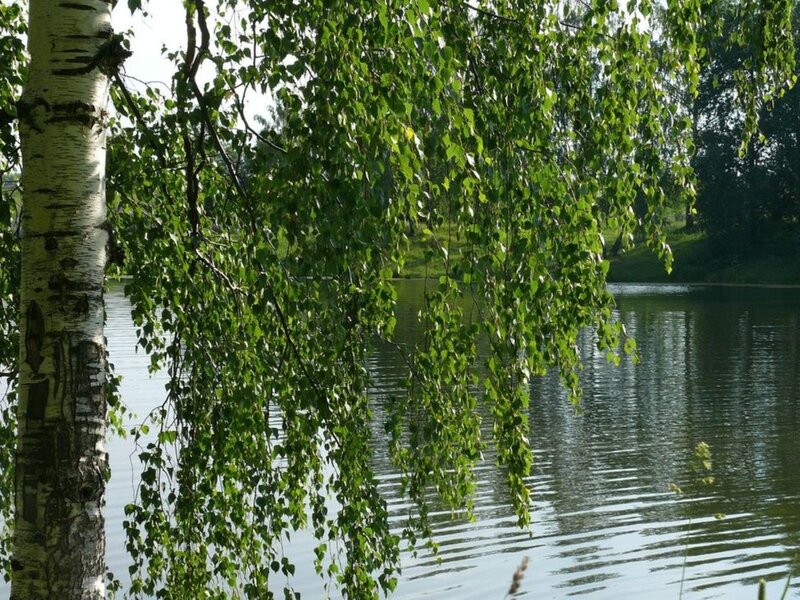 Birch tree by a calm lake